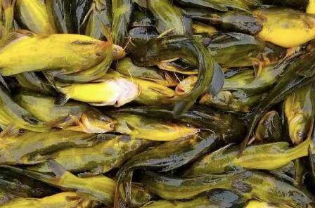 对黄颡鱼人工催产的方法_养鱼