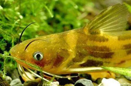 黄颡鱼能不能自行繁殖_养鱼