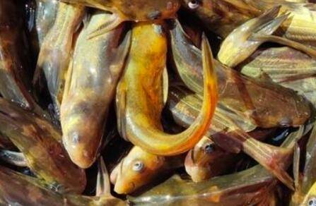 黄颡鱼一天要喂几次_养鱼