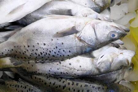 鲈鱼是深海鱼吗?_养鱼