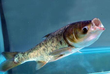 花鲢两年能长多大_养鱼