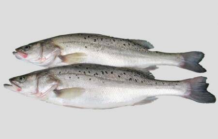 鲈鱼在哪里钓_养鱼