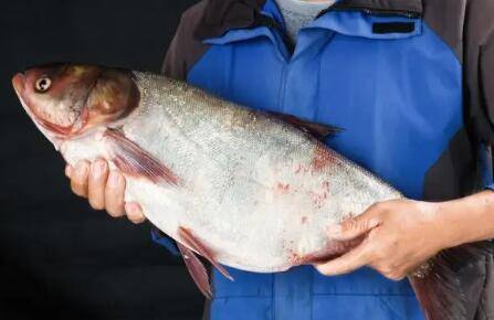 花鲢吃什么长得快_养鱼