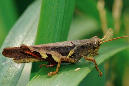 蝗虫卵怎么保存?_养殖问答