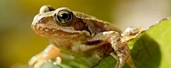 林蛙是不是国家保护动物?_养蛙