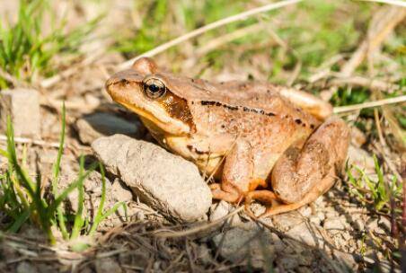 冬天林蛙怎么过冬_养蛙