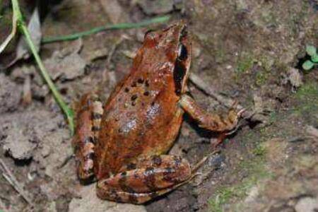 冬天林蛙怎么过冬_养蛙