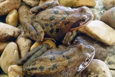 林蛙怎么区分公母?_养蛙