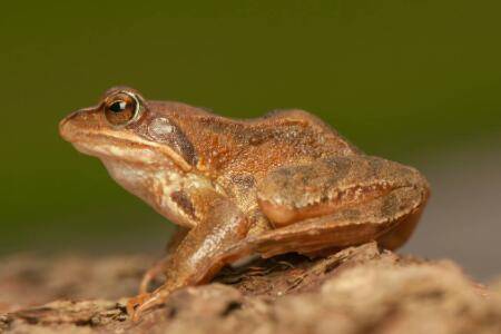 林蛙红腿病怎么治疗?_养蛙