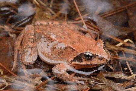 林蛙寿命多长,能活多长时间?_养蛙