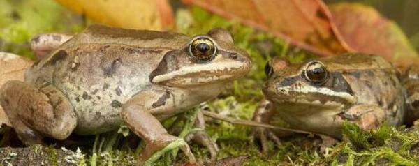 林蛙吃不吃蚂蚁_养殖问答