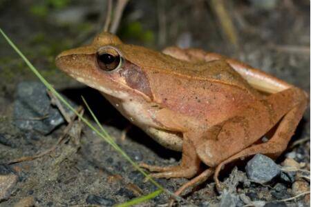 林蛙什么时候开始冬眠?_养蛙