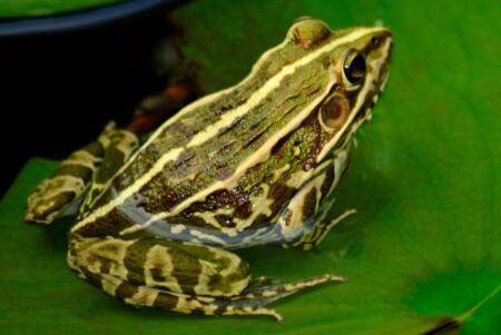 青蛙是不是两栖动物?_养蛙