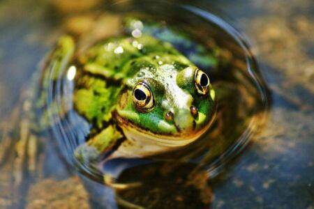 青蛙一般能活多久_养蛙