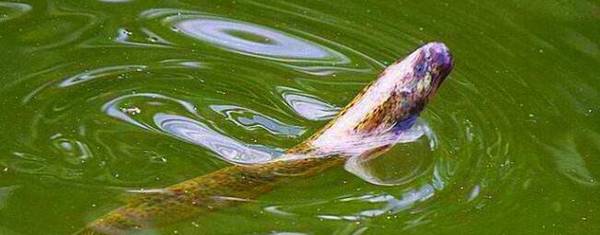 泥鳅和黄鳝有什么不同_养殖问答