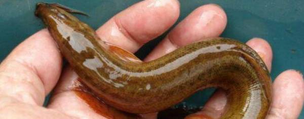 新手养殖泥鳅少走弯路应注意什么_养殖问答