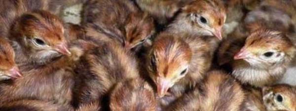 鹌鹑苗进雏前的运输工作_养殖问答