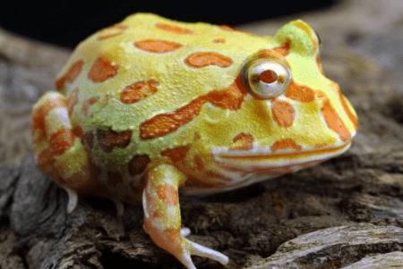 角蛙吃什么食物?_养殖问答