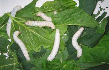 蚕怎么养才不会死_养殖问答