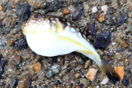 河豚毒素中毒有什么症状_养殖问答