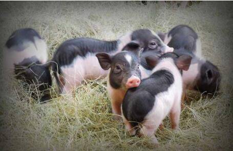 香猪最多能长到多少斤_香猪养殖