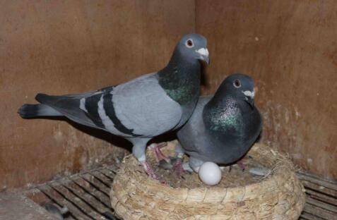 1000对肉鸽一年成本与利润分别是多少_养鸽