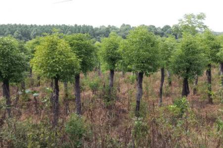 香樟树能在庭院中种植吗?_种植问答