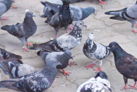 养鸽子用什么笼子最好_养殖问答