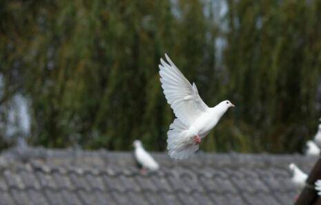 散养鸽子怎么搭棚_养殖问答