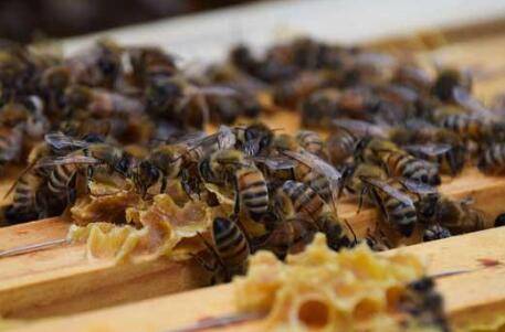 蜜蜂的分蜂时间_养殖问答