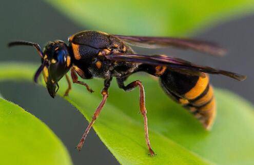 胡蜂蛰了怎么处理?_养殖问答