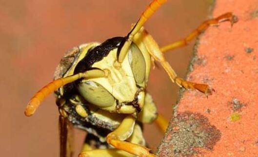 牛角蜂怎么安全驱赶?_养殖问答