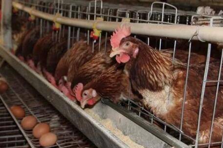 养鸡温度多少合适_养鸡