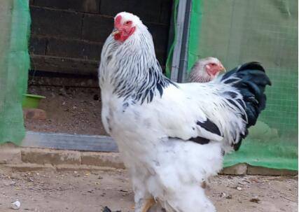 婆罗门鸡几个月下蛋_养鸡