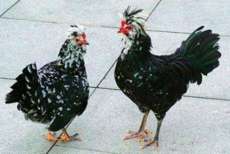 贵妃鸡能不能放养_养鸡