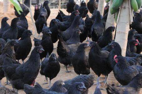 五黑鸡市场价格多少钱一斤_养鸡