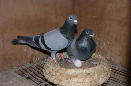 怎么养鸽子下蛋快?_养鸽
