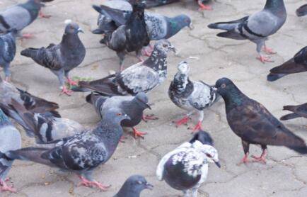 养鸽子赚钱吗,养鸽子利润有多少_养鸽