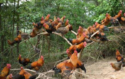 养鸡一天喂多少饲料_养鸡