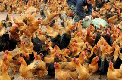 养鸡三个月时长多大_养鸡