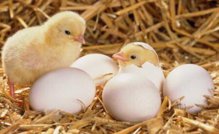 小鸡用哪种灯泡保温好_养鸡