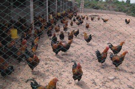 养鸡网标准高度是多少_养鸡