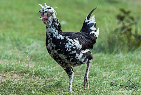 贵妃鸡多久出栏_养鸡