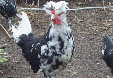 贵妃鸡肉什么颜色_养鸡