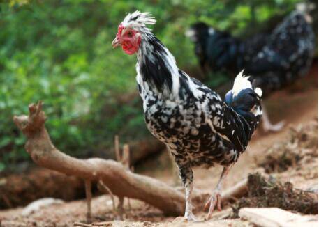 贵妃鸡有几只脚_养鸡