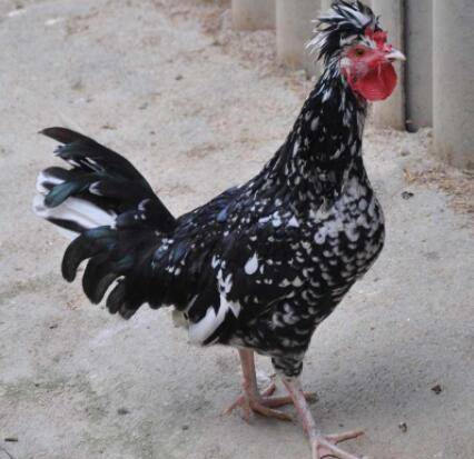 贵妃鸡孵化温度和湿度是多少_养鸡