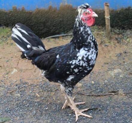 贵妃鸡几个月成年,贵妃鸡多久下蛋_养鸡