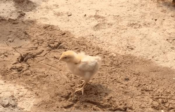 贵妃鸡怎么分公母_养鸡