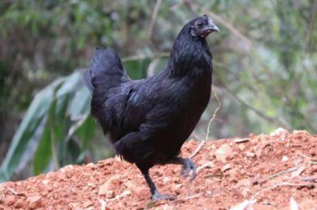 五黑鸡吃什么下蛋快_养鸡