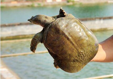甲鱼喂食的注意事项_养鱼